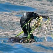 Brandt's Cormorant